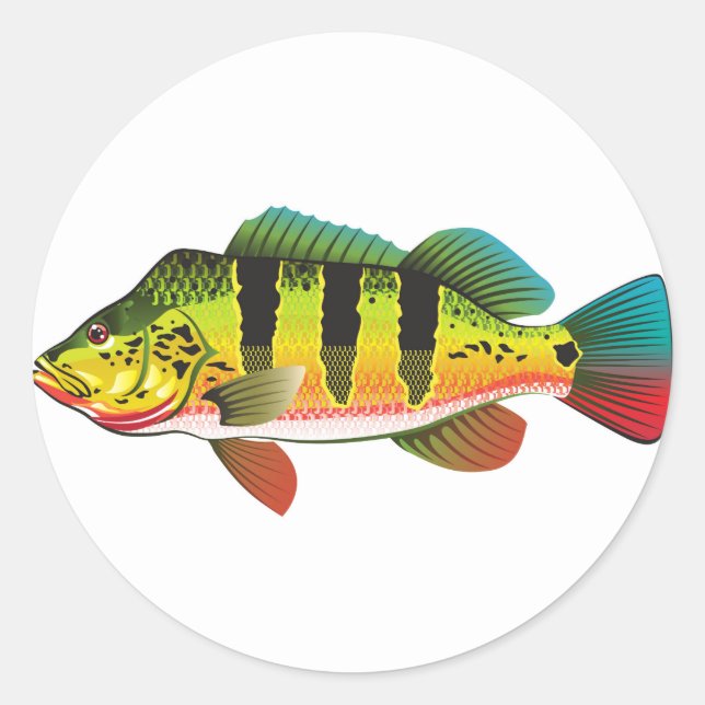 Peacock Bass bright Ocean Gamefish illustration Classic Round Sticker (Front)