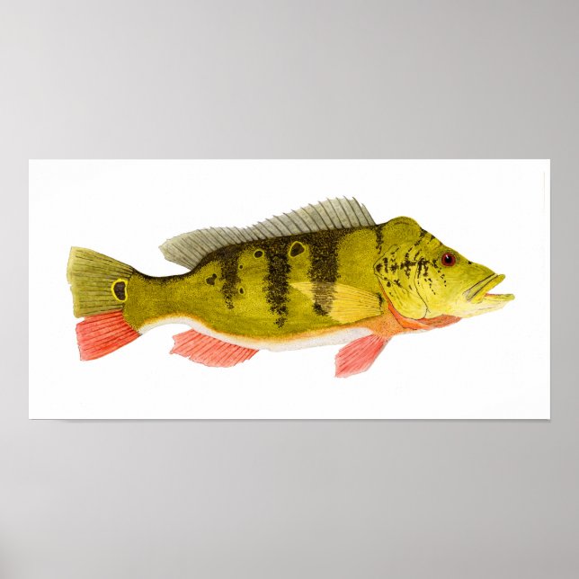 Peacock Bass Print (Front)
