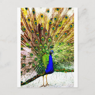 Peacock Beautiful Green Bird Animal Royal Luxury S Postcard