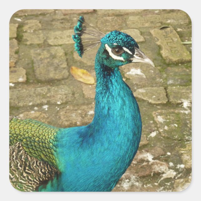 Peacock Beautiful Nature Photography Square Sticker (Front)
