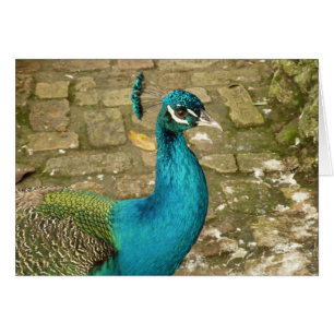 Peacock Belle photographie nature