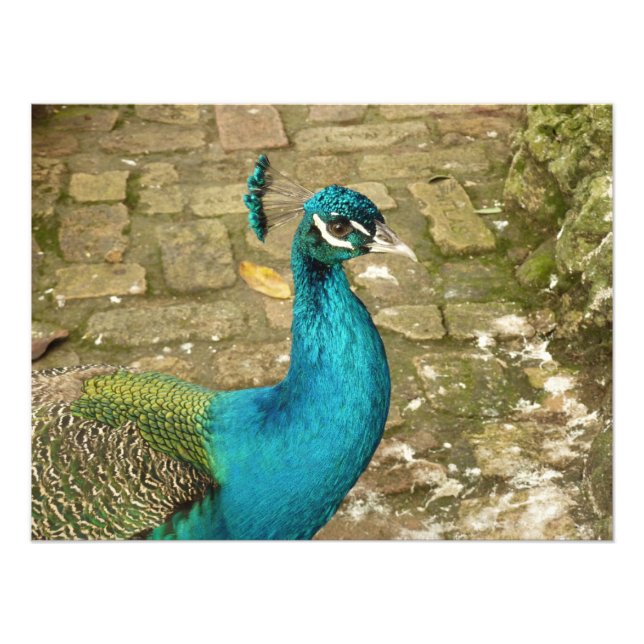 Peacock Belle photographie nature (Devant)