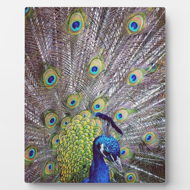 Peacock bird feathers plaque (Front)