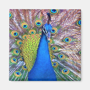 Peacock Bird Feathers Wildlife Animals Magnet