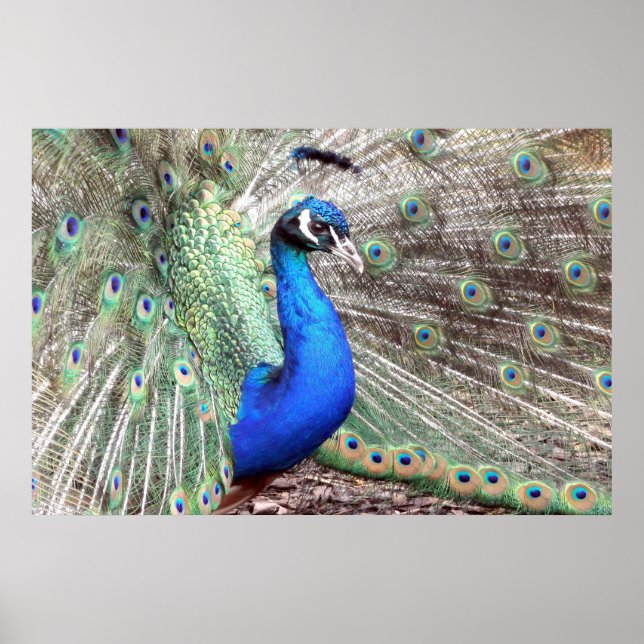 Peacock Bird Photo Nature Wall Poster (Devant)