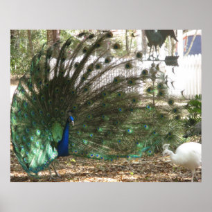 Peacock Bird Plumage and Albino Peahen Photo Poster