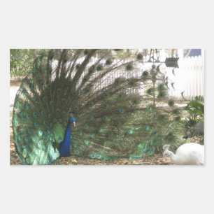 Peacock Bird Plumage and Albino Peahen Photo Sticker