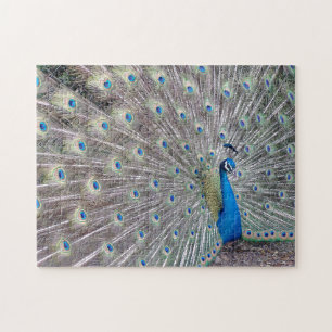 Peacock Bird Puzzle
