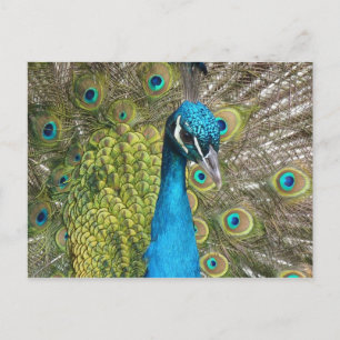 Peacock bird with beautiful feathers postcard