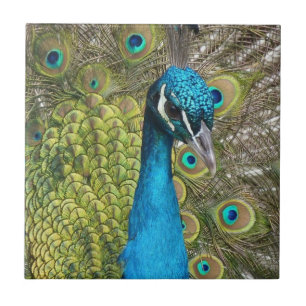 Peacock bird with beautiful feathers tile