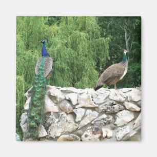 Peacock Birds Garden 5.1 Cm Magnet Carré