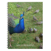 Peacock Birds Kauai (my photography)