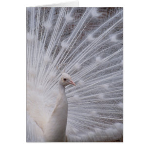 Peacock blanc