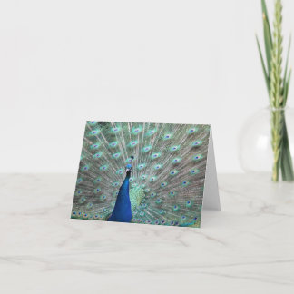 Peacock Blank Note cards