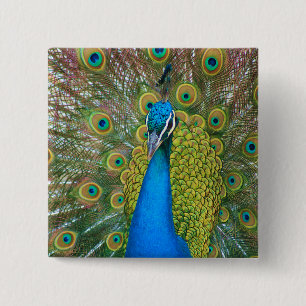 Peacock Blue Head with and Colourful Tail Feathers 2 Inch Square Button