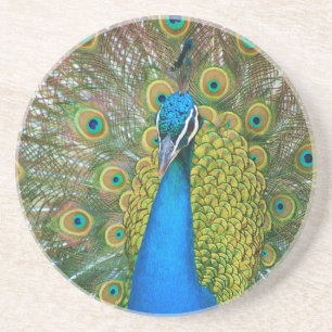 Peacock Blue Head with and Colourful Tail Feathers Coaster