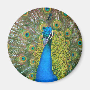 Peacock Blue Head with and Colourful Tail Feathers Magnet