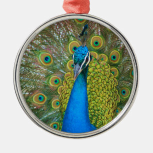 Peacock Blue Head with and Colourful Tail Feathers Metal Ornament