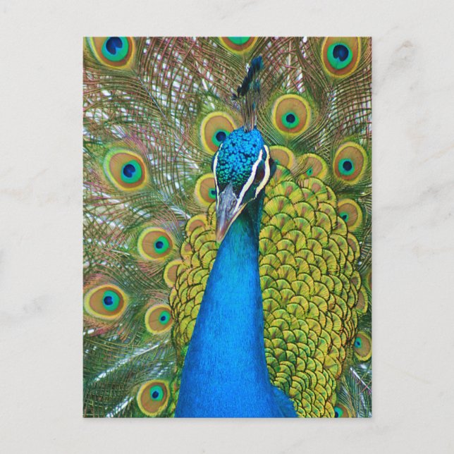 Peacock Blue Head with and Colourful Tail Feathers Postcard (Front)