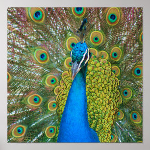 Peacock Blue Head with and Colourful Tail Feathers Poster
