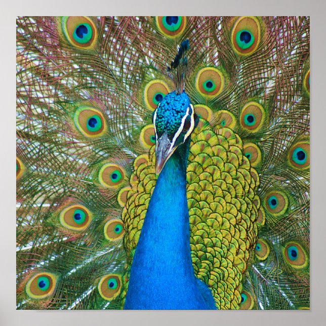 Peacock Blue Head with and Colourful Tail Feathers Poster (Front)