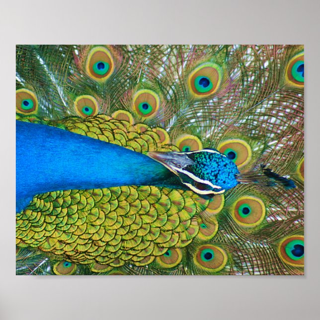 Peacock Blue Head with and Colourful Tail Feathers Poster (Front)