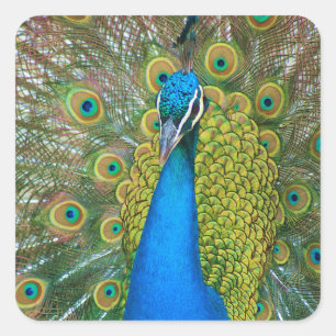 Peacock Blue Head with and Colourful Tail Feathers Square Sticker