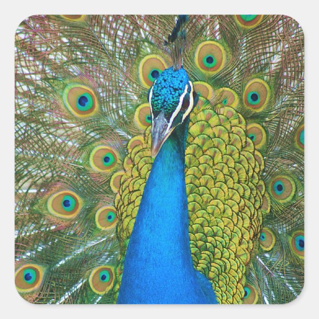 Peacock Blue Head with and Colourful Tail Feathers Square Sticker (Front)