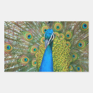 Peacock Blue Head with and Colourful Tail Feathers Sticker