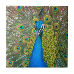 Peacock Blue Head with and Colourful Tail Feathers Tile