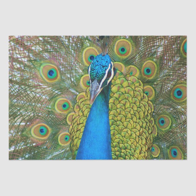Peacock Blue Head with and Colourful Tail Feathers Tissue Paper (Front)