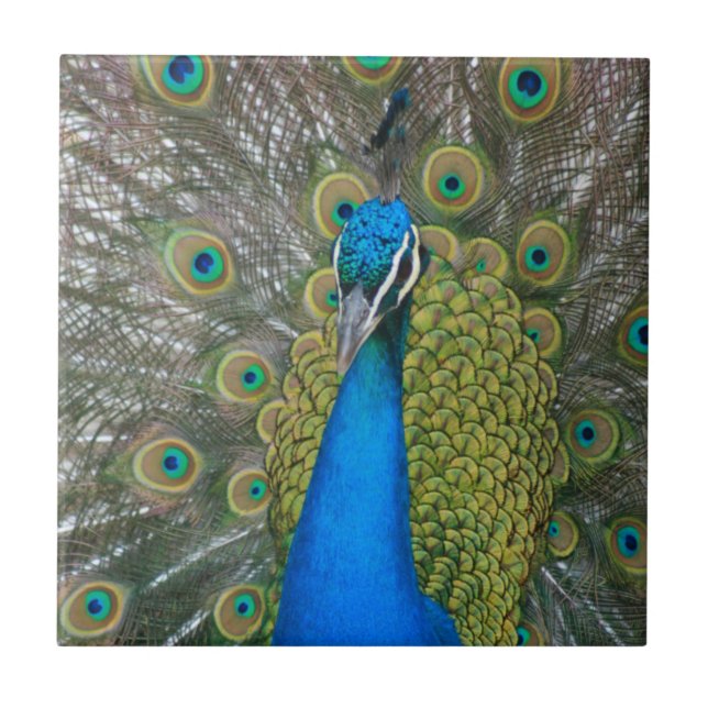 Peacock Blue Head with and Tail Feathers Tile (Front)
