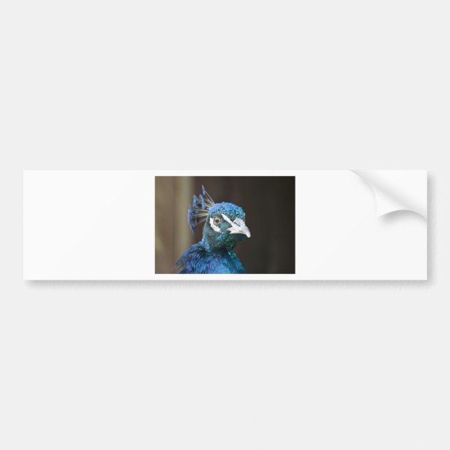 peacock bumper sticker (Front)