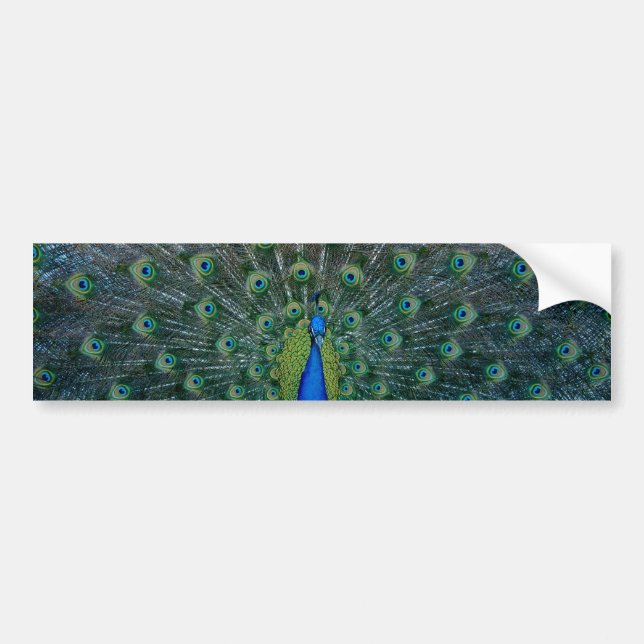 Peacock, bumper sticker (Front)