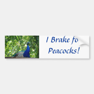 Peacock Bumper Sticker