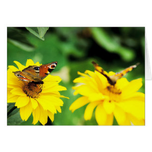 Peacock butterflies - Card