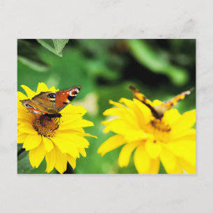 Peacock butterflies - Postcard
