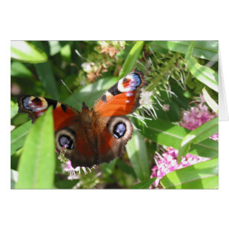 Peacock Butterfly