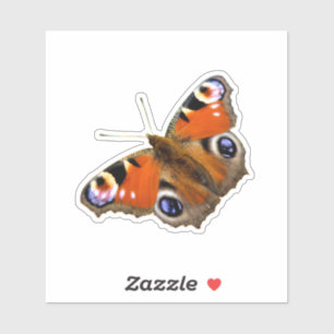 Peacock Butterfly