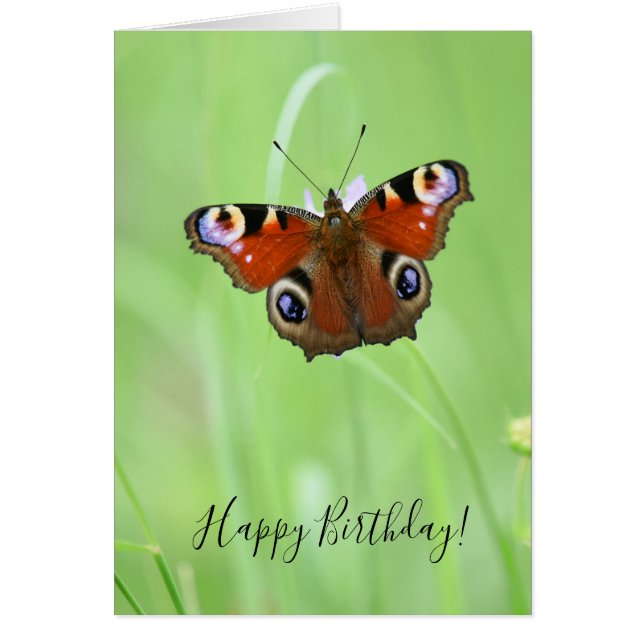 Peacock Butterfly (Front)