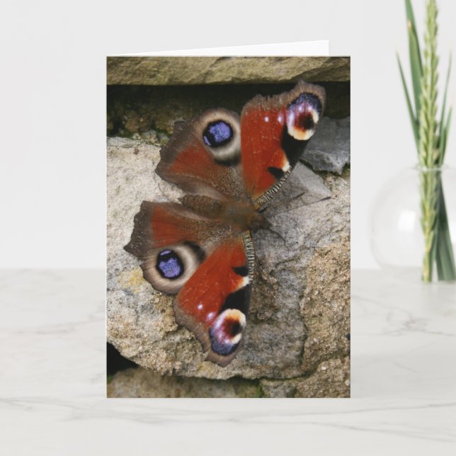 Peacock Butterfly, England Card (Front)
