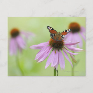 Peacock butterfly (Inachis io) drinking nectar Postcard