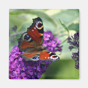 Peacock Butterfly (Inachis io) Magnet