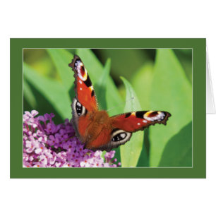 Peacock Butterfly on Buddleia Blank