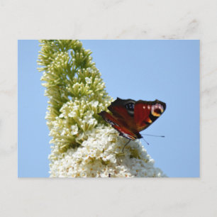 Peacock Butterfly on Buddleia Postcard