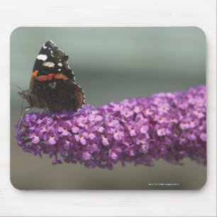 Peacock butterfly on flower mouse pad