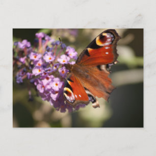 Peacock Butterfly on Summer Lilac Postcard