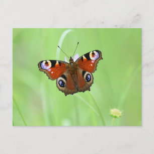 Peacock Butterfly Postcard