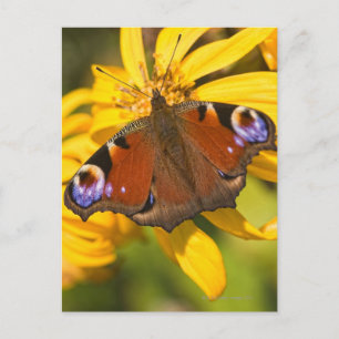 Peacock butterfly postcard