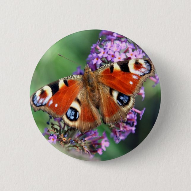 Peacock Butterfly Round Button (Front)